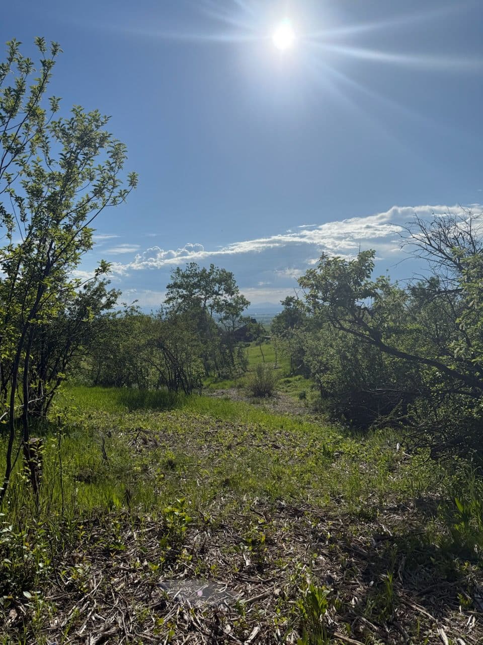 Transforming Nature - Eco-Friendly Landscape Clearing image
